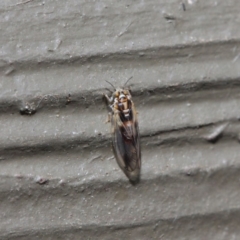 Psyllidae sp. (family) at Hackett, ACT - 19 Aug 2019 12:11 PM