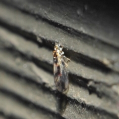 Psyllidae sp. (family) at Hackett, ACT - 19 Aug 2019