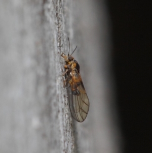 Psyllidae sp. (family) at Acton, ACT - 19 Aug 2019 01:13 PM