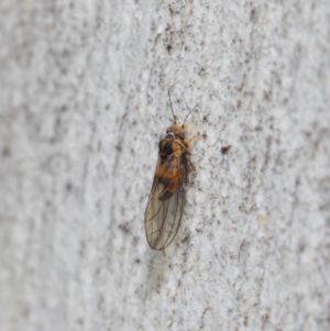 Psyllidae sp. (family) at Acton, ACT - 19 Aug 2019 01:13 PM