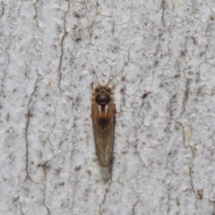 Psyllidae sp. (family) at Acton, ACT - 19 Aug 2019 01:13 PM