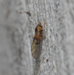 Psyllidae sp. (family) at Acton, ACT - 19 Aug 2019 01:13 PM