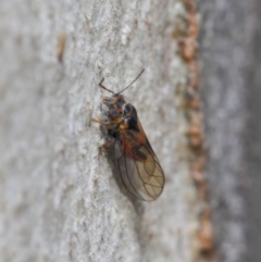 Psyllidae sp. (family) at Acton, ACT - 19 Aug 2019 01:13 PM