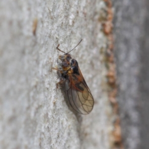 Psyllidae sp. (family) at Acton, ACT - 19 Aug 2019 01:13 PM