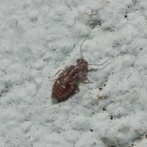 Psocodea 'Psocoptera' sp. (order) at Hackett, ACT - 19 Aug 2019 01:23 PM