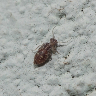 Psocodea 'Psocoptera' sp. (order) (Unidentified plant louse) at ANBG - 19 Aug 2019 by TimL