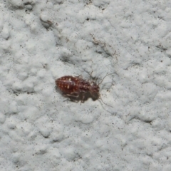 Psocodea 'Psocoptera' sp. (order) at Hackett, ACT - 19 Aug 2019