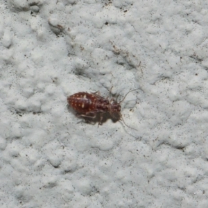 Psocodea 'Psocoptera' sp. (order) at Hackett, ACT - 19 Aug 2019 01:23 PM