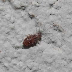 Psocodea 'Psocoptera' sp. (order) at Hackett, ACT - 19 Aug 2019 01:23 PM