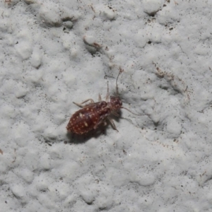 Psocodea 'Psocoptera' sp. (order) at Hackett, ACT - 19 Aug 2019 01:23 PM