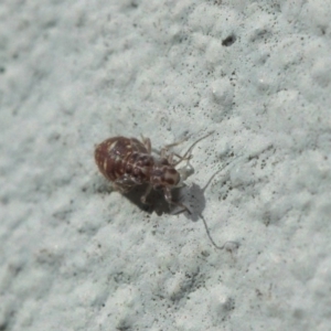 Psocodea 'Psocoptera' sp. (order) at Hackett, ACT - 19 Aug 2019