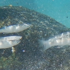 Myxus elongatus at Batemans Marine Park - 21 Aug 2019 by GLemann