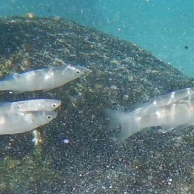 Myxus elongatus at Batemans Marine Park - 21 Aug 2019 by GLemann