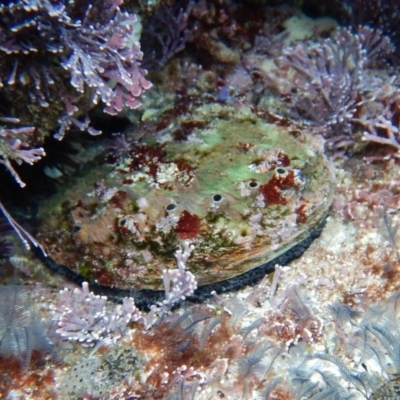 Haliotis rubra rubra (Blacklip Abalone) at Bawley Point, NSW - 22 Aug 2019 by GLemann