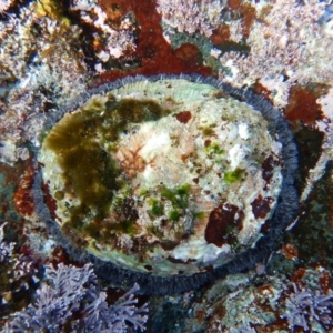 Haliotis rubra rubra at Bawley Point, NSW - 22 Aug 2019 05:44 AM