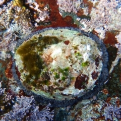 Haliotis rubra rubra at Bawley Point, NSW - 22 Aug 2019