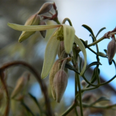 Clematis leptophylla (Small-leaf Clematis, Old Man's Beard) at Wanniassa Hill - 21 Aug 2019 by MisaCallaway