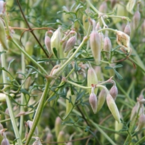 Clematis leptophylla at Fadden, ACT - 21 Aug 2019 04:06 PM