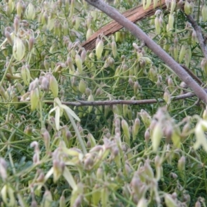 Clematis leptophylla at Fadden, ACT - 21 Aug 2019