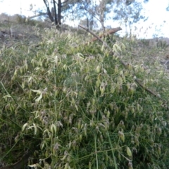 Clematis leptophylla at Fadden, ACT - 21 Aug 2019