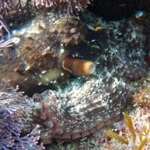 Octopus tetricus at Bawley Point, NSW - 22 Aug 2019