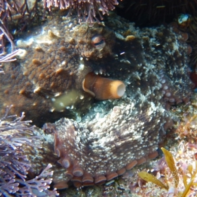 Octopus tetricus (Gloomy Octopus) at Bawley Point, NSW - 22 Aug 2019 by GLemann