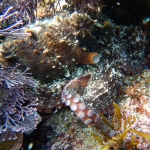 Octopus tetricus at Bawley Point, NSW - 22 Aug 2019 05:46 AM