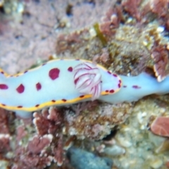 Hypselodoris bennetti (Hypselodoris bennetti) at Bawley Point, NSW - 22 Aug 2019 by GLemann