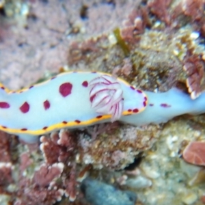 Hypselodoris bennetti at Bawley Point, NSW - 22 Aug 2019