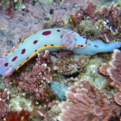 Hypselodoris bennetti at Bawley Point, NSW - 22 Aug 2019 05:52 AM
