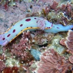 Hypselodoris bennetti at Bawley Point, NSW - 22 Aug 2019