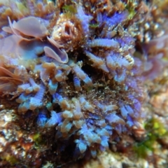 Unidentified Other Marine Invertebrate at Bawley Point, NSW - 21 Aug 2019 by GLemann