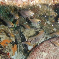 Pempheris compressa (Smallscale Bullseye) at Bawley Point, NSW - 22 Aug 2019 by GLemann