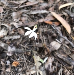 Caladenia catenata (White Fingers) at Pambula Beach, NSW - 21 Aug 2019 by DeanAnsell