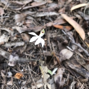 Caladenia catenata at Pambula Beach, NSW - suppressed