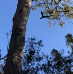 Calyptorhynchus lathami lathami (Glossy Black-Cockatoo) at Pambula Beach, NSW - 22 Aug 2019 by DeanAnsell