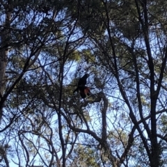 Calyptorhynchus lathami lathami at Pambula Beach, NSW - suppressed