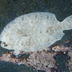 Pseudorhombus jenynsii (Smalltooth Flounder) at Bawley Point, NSW - 22 Aug 2019 by GLemann