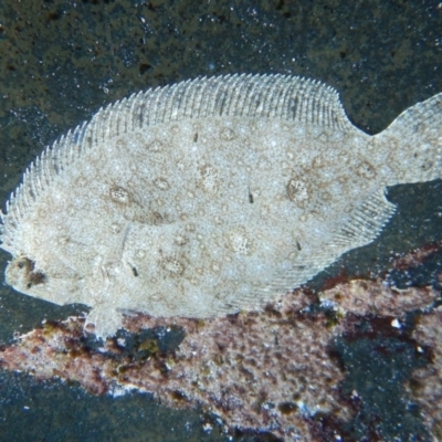 Pseudorhombus jenynsii (Smalltooth Flounder) at Bawley Point, NSW - 22 Aug 2019 by GLemann