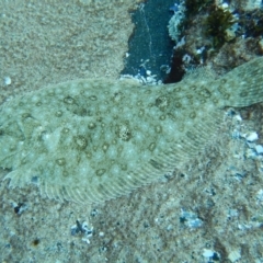 Pseudorhombus jenynsii at Bawley Point, NSW - 22 Aug 2019 06:11 AM