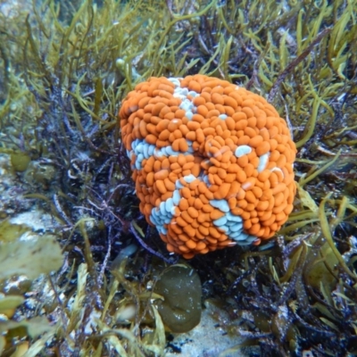 Phlyctenactis tuberculosa (Baked Bean Anemone) at Bawley Point, NSW - 22 Aug 2019 by GLemann