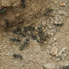 Camponotus aeneopilosus (A Golden-tailed sugar ant) at Wanniassa Hill - 21 Aug 2019 by MisaCallaway