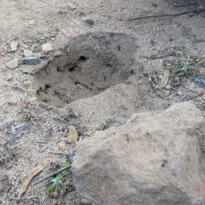 Camponotus aeneopilosus at Fadden, ACT - 21 Aug 2019