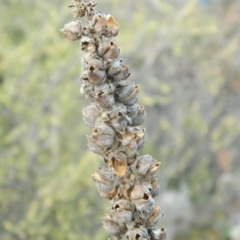 Verbascum thapsus subsp. thapsus (Great Mullein, Aaron's Rod) at Fadden, ACT - 21 Aug 2019 by MisaCallaway