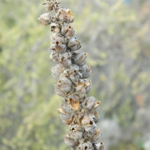 Verbascum thapsus subsp. thapsus at Fadden, ACT - 21 Aug 2019