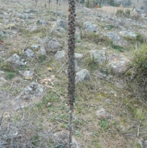 Verbascum thapsus subsp. thapsus at Fadden, ACT - 21 Aug 2019