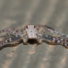 Tmarus marmoreus (Marbled crab spider) at Hackett, ACT - 19 Aug 2019 by TimL