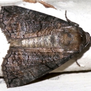 Dysbatus (genus) at Lilli Pilli, NSW - 8 Aug 2019