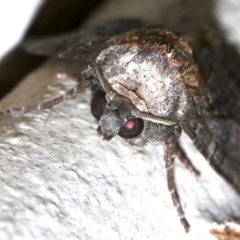 Dysbatus (genus) at Lilli Pilli, NSW - 8 Aug 2019 08:46 PM