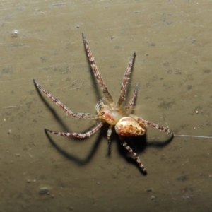 Araneidae (family) at Acton, ACT - 19 Aug 2019 01:33 PM